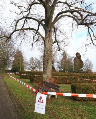 Rund um die Winterlinde herum wurde bereits eine Absperrung vorgenommen